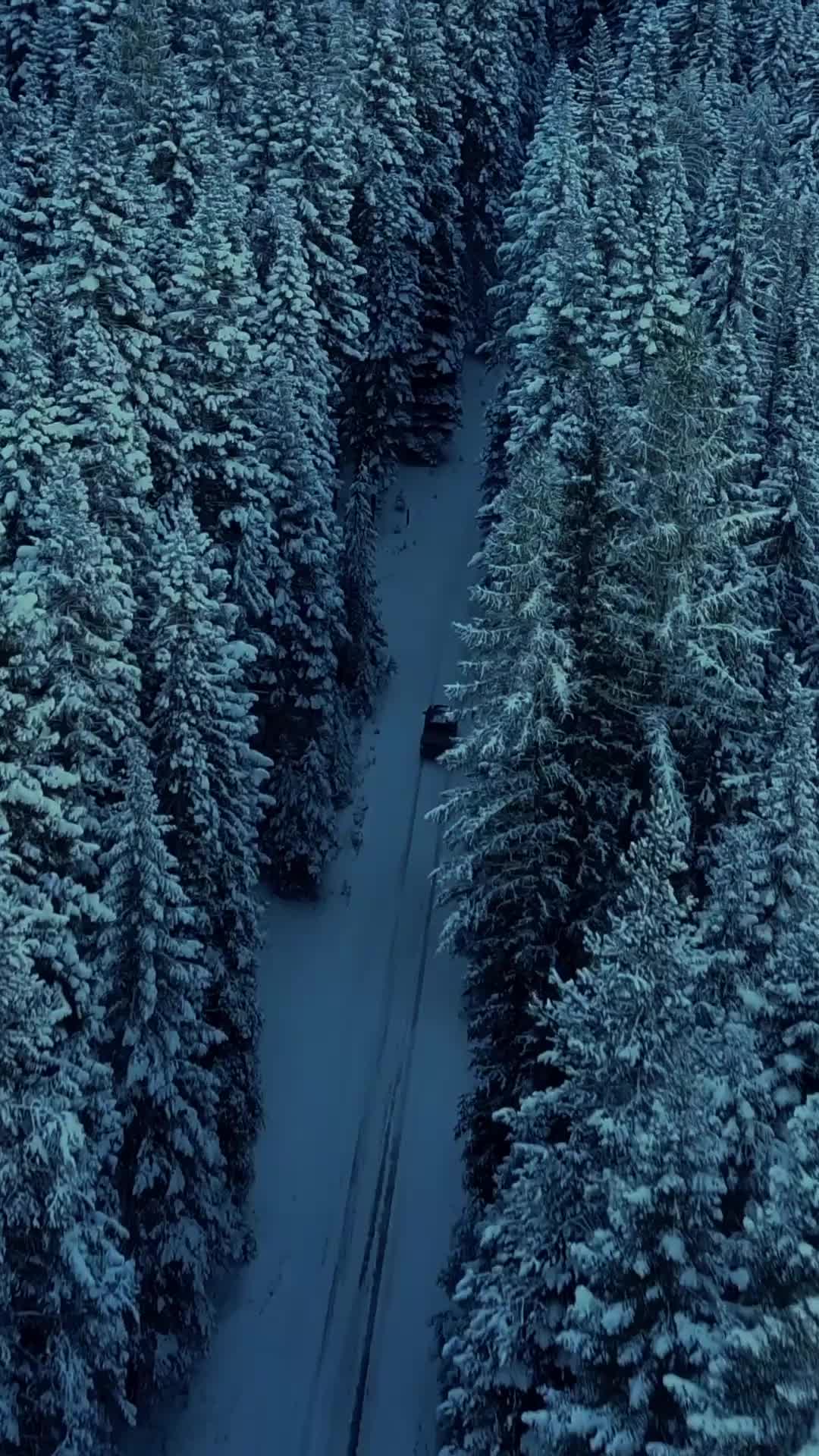 The Winter Veil — Episode 1