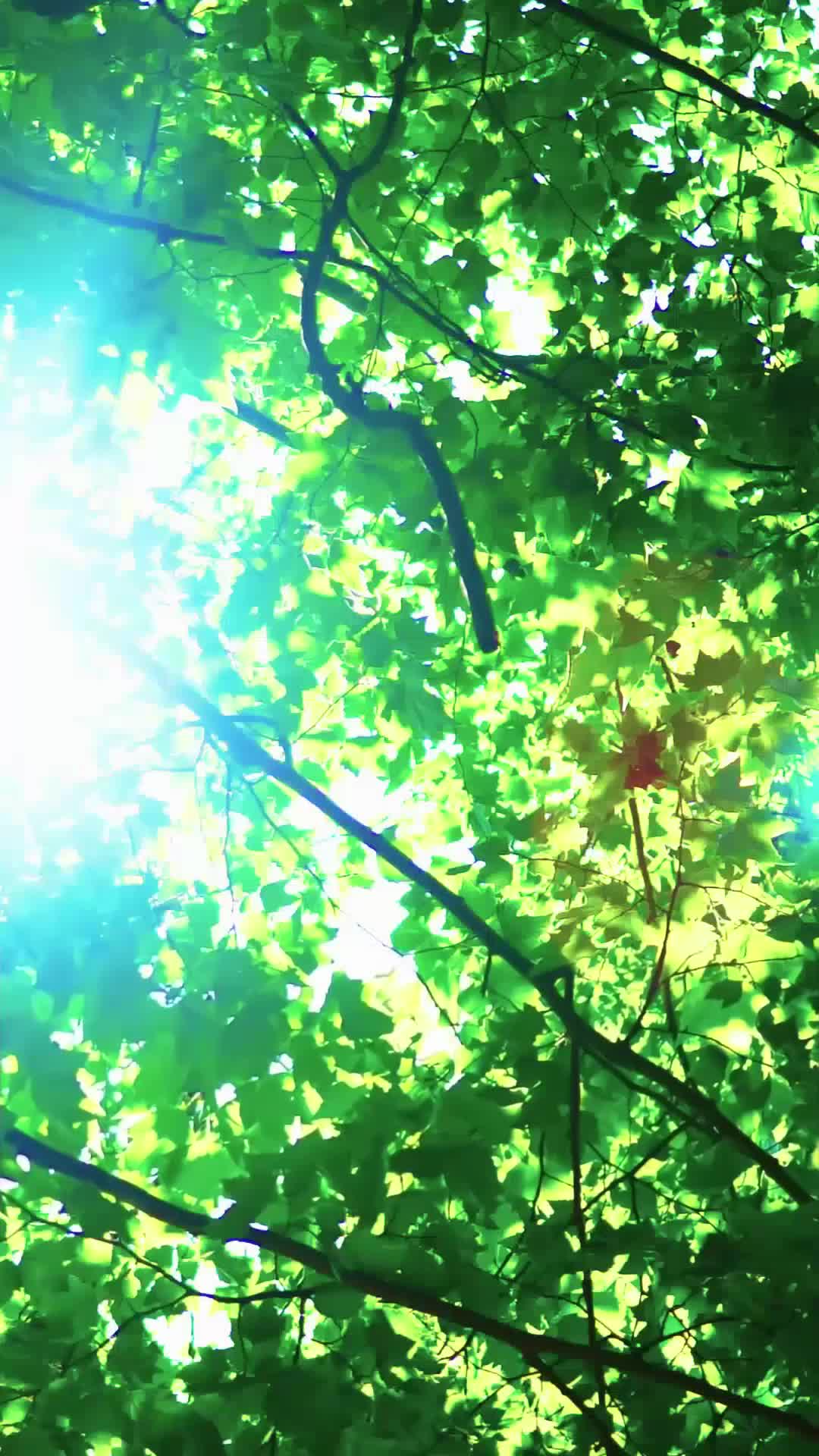 Dark moonlight EP 14